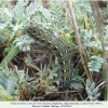 colias aurorina larva5b